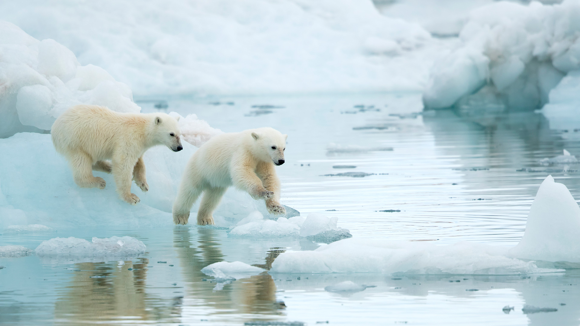 The Arctic's new explorers