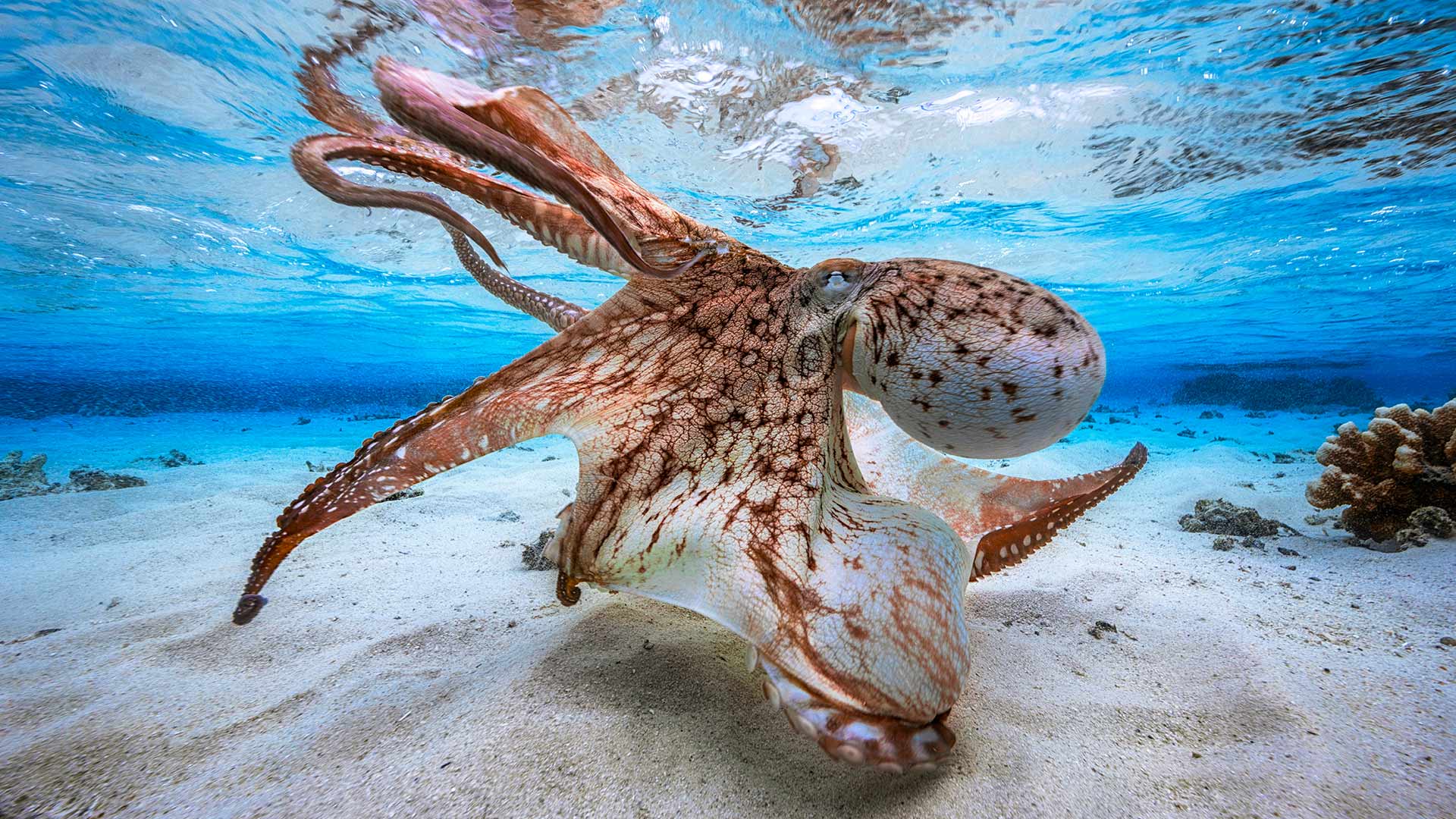 Now you 'sea' me...